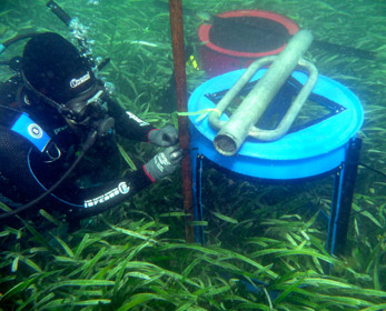 A diver establishes an experimental treatment to exclude grazers from a nutrient-enriched plot of seagrass meadow.