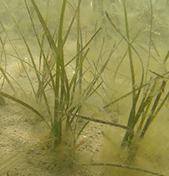 Z.muelleri habitat