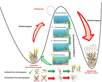 Conceptual model