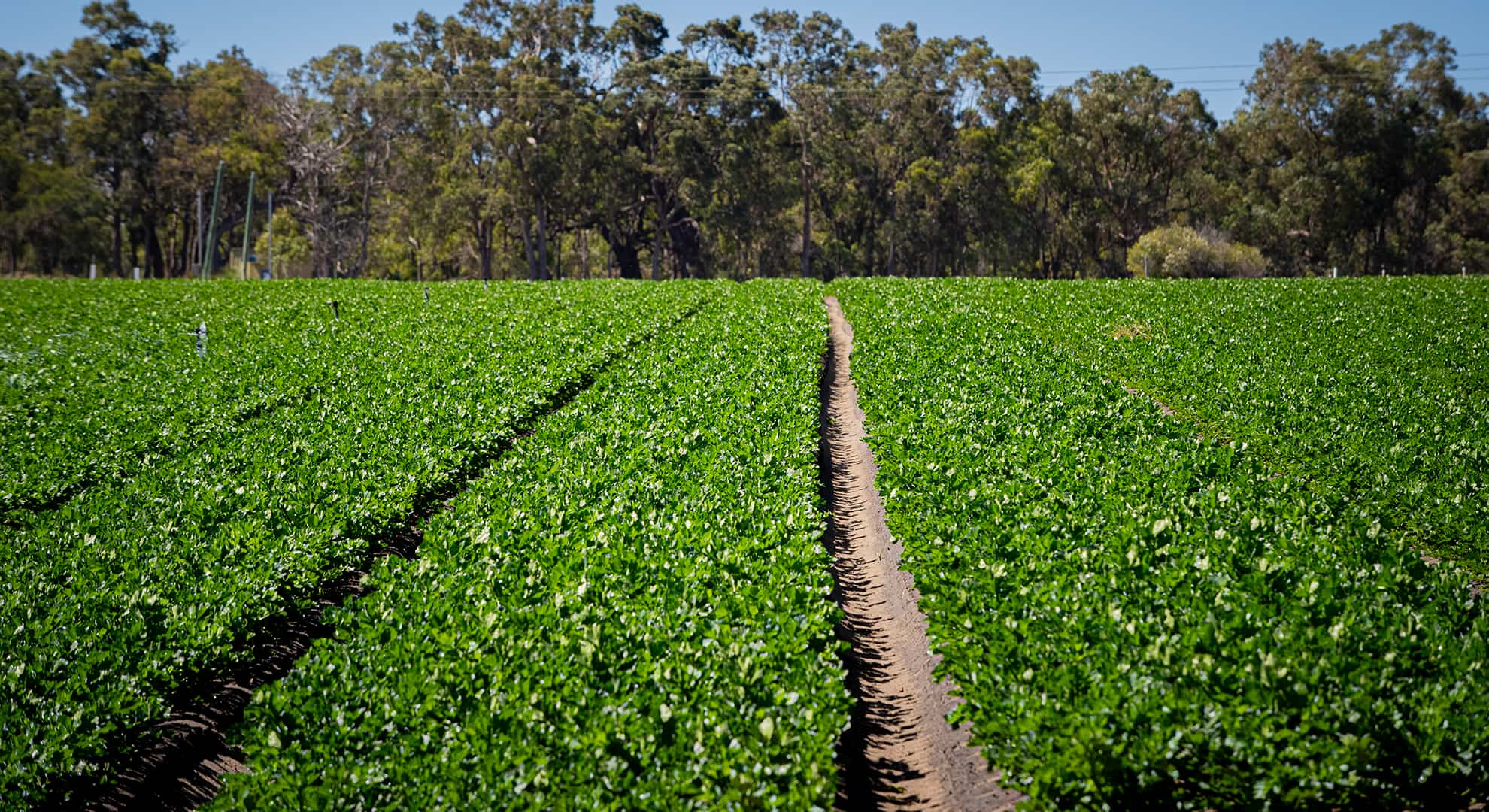 Photo of agricultural crops with bushland in the background