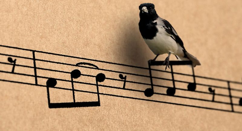 Australian magpie perching on a page of sheet music