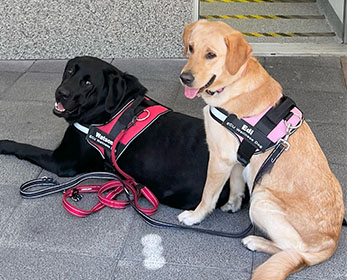 Two dogs, one black, one golden, sit patiently together outside a building on campus. They are wearing harnesses with their names on them.