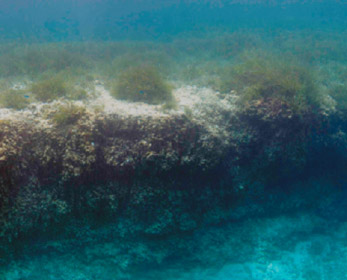 An erosional escarpment in a Posidonia meadow illustrating the organic-rich soils used as natural archive to reconstruct the history of pollution. The exposed face of the reef has a thickness of 3 meters. (Image: Oscar Serrano)