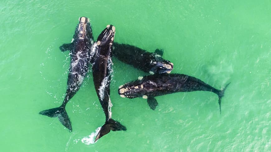 Pod of Southern Right Whales.