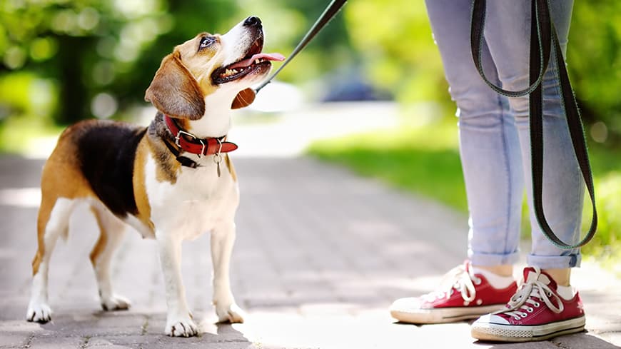 Dog on a lead waiting for a young woman to take it for a walk