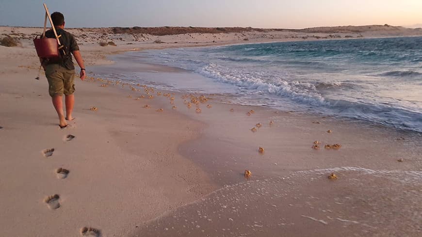 Casper walking along a beach with ghost crabs.