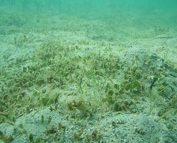 Seagrass bed