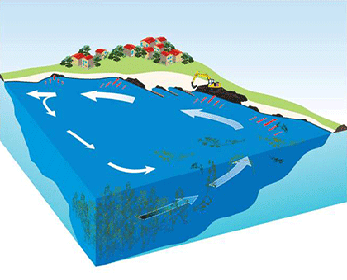 The lifecycle of seagrass wrack in Geographe Bay; produced in offshore meadows, the wrack accumulates over spring and summer before early winter storms move it onto the etches.  From there, complex processes result in it moving on and off shore, while being transported along the shore.  It accumulates around groynes where it decomposes, sometimes releasing large amounts of H2S.