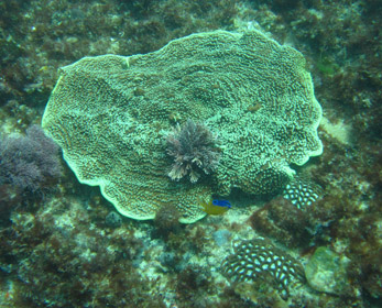 Corals Turbinaria sp. and Goniastrea sp. in Marmion Marine Park