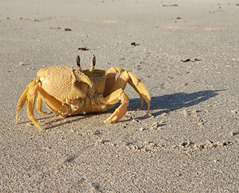 Ghost Crab