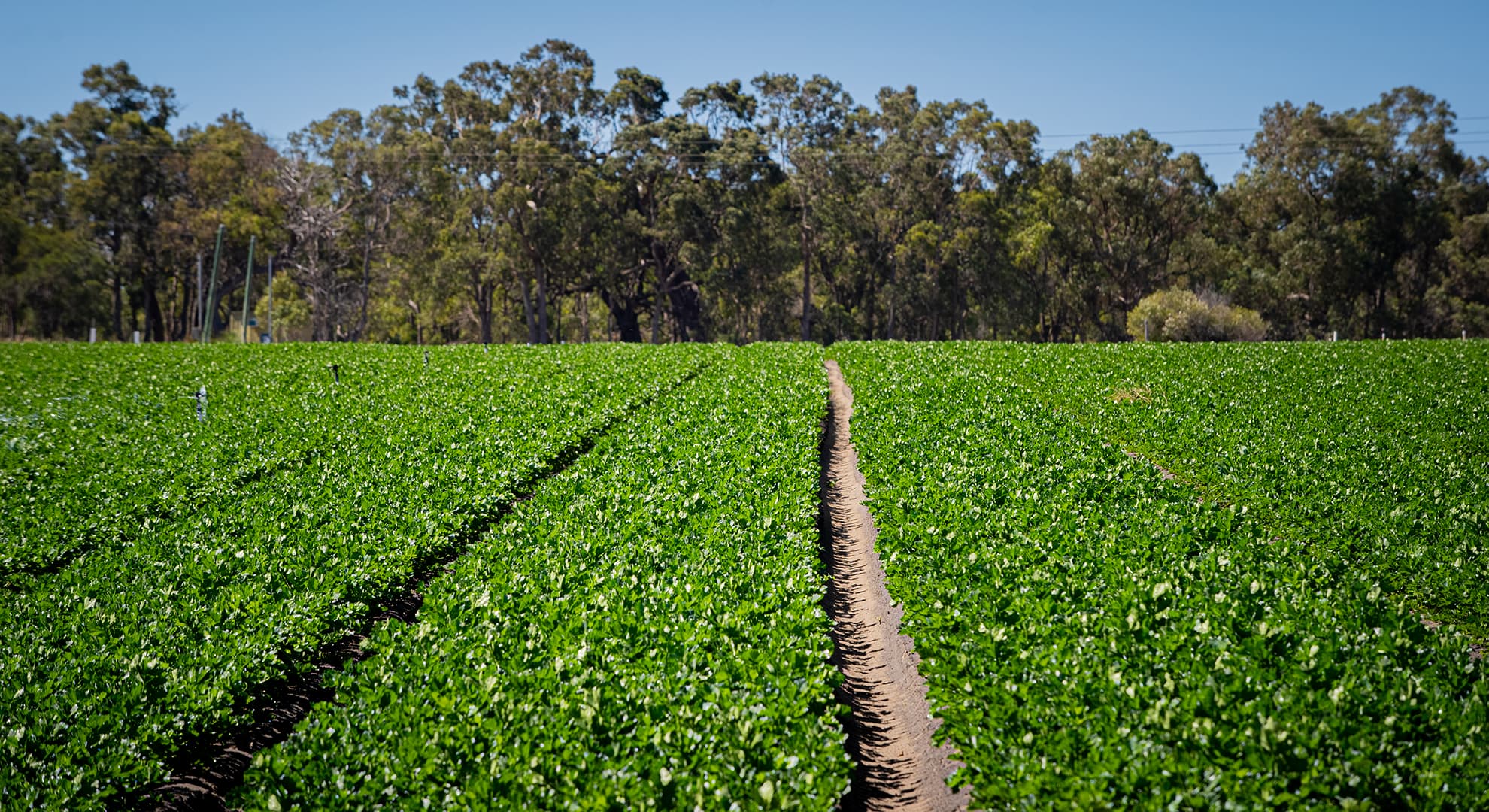 A field of healthy vegetables.