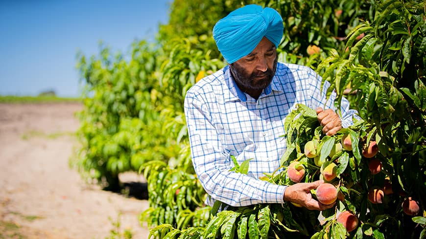 Professor Zora Singh checking the quality of a fruit crop.