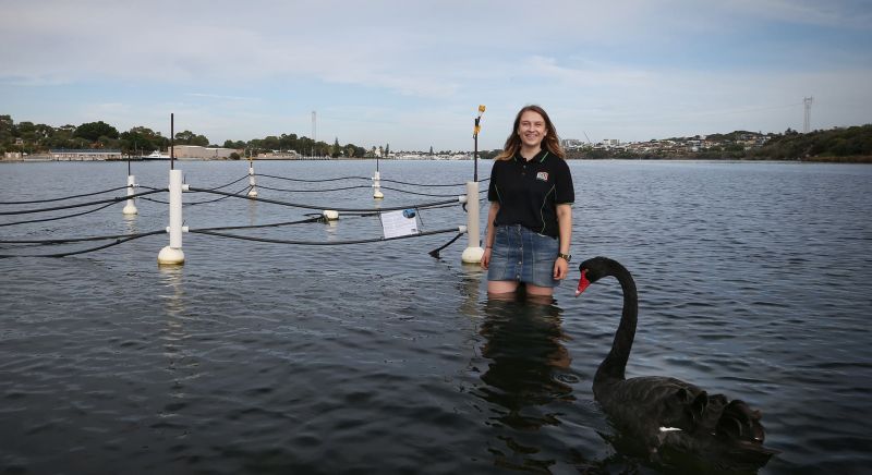 Woman stands in shallow water of the river with swan in front of her