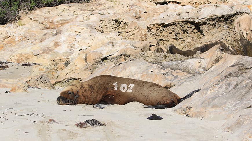 A sea lion with hair dye tag asleep on the beach