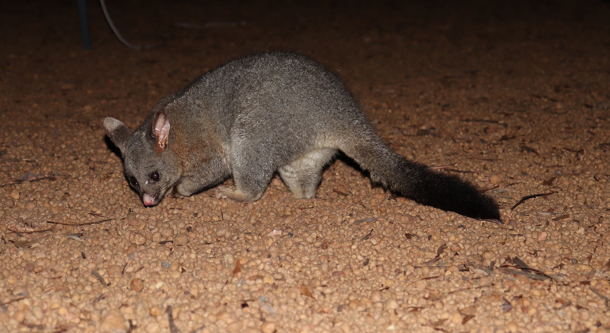 Common brushtail possum.