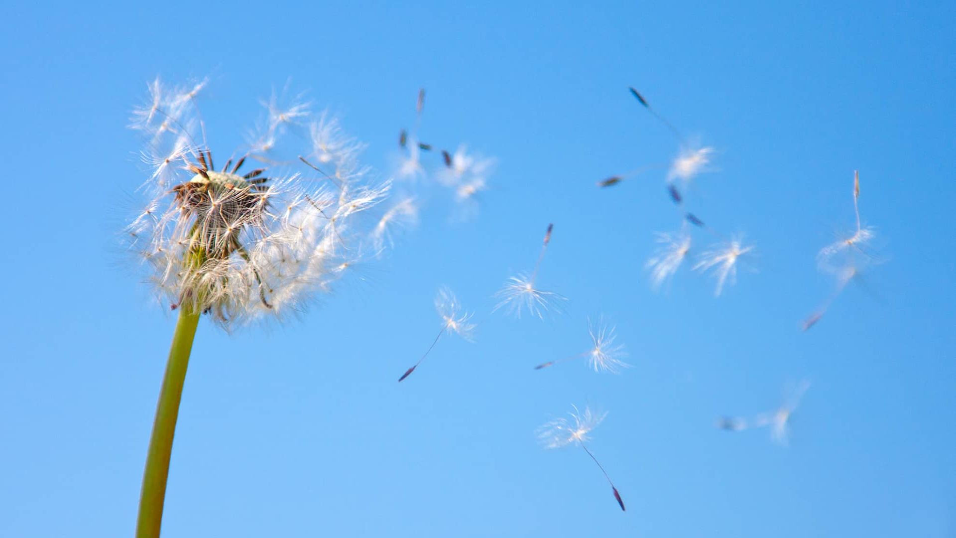 ECU | Smarter pollen tracking helps allergy sufferers breathe easier