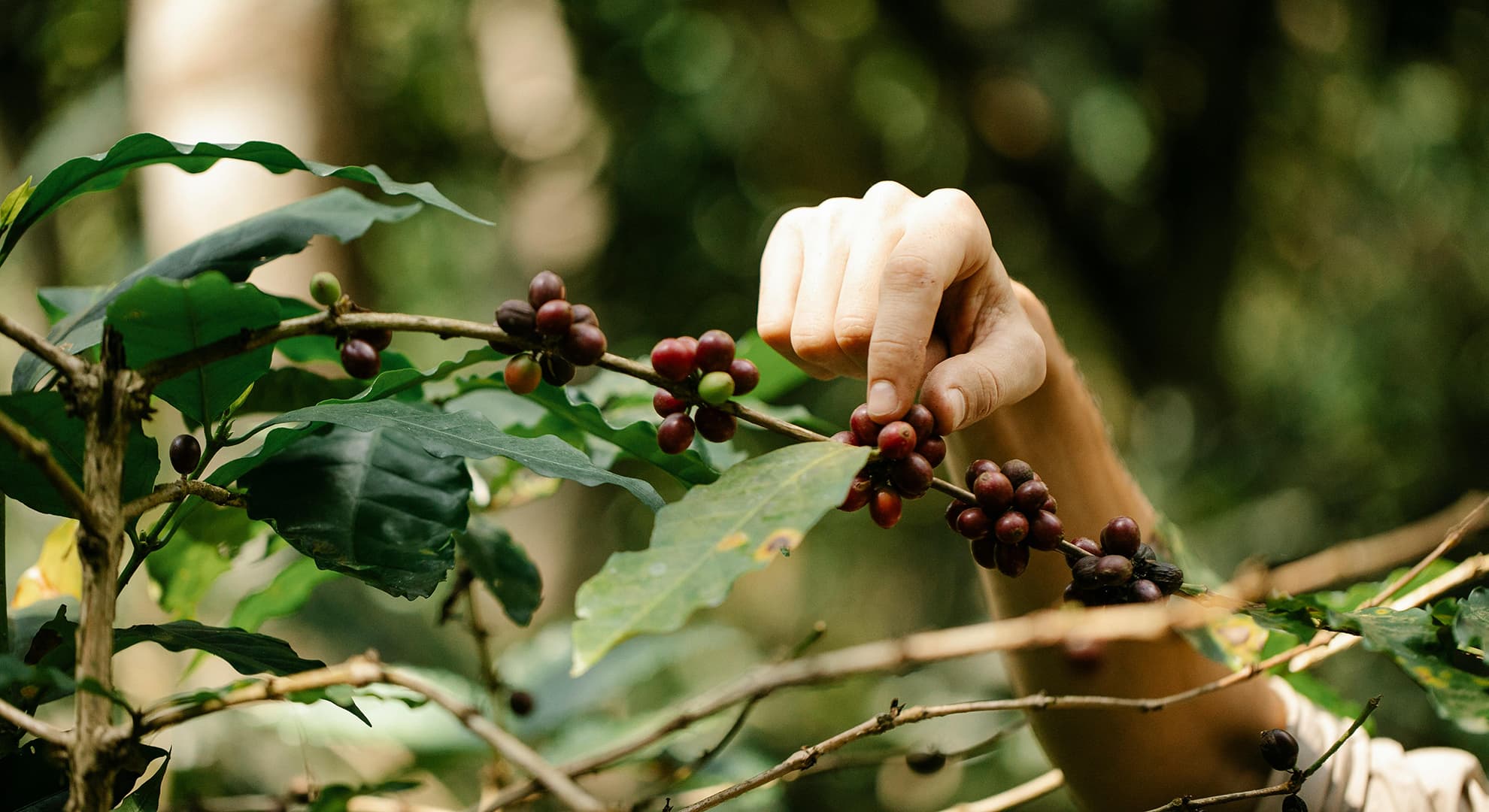 Hand picking coffee berries.