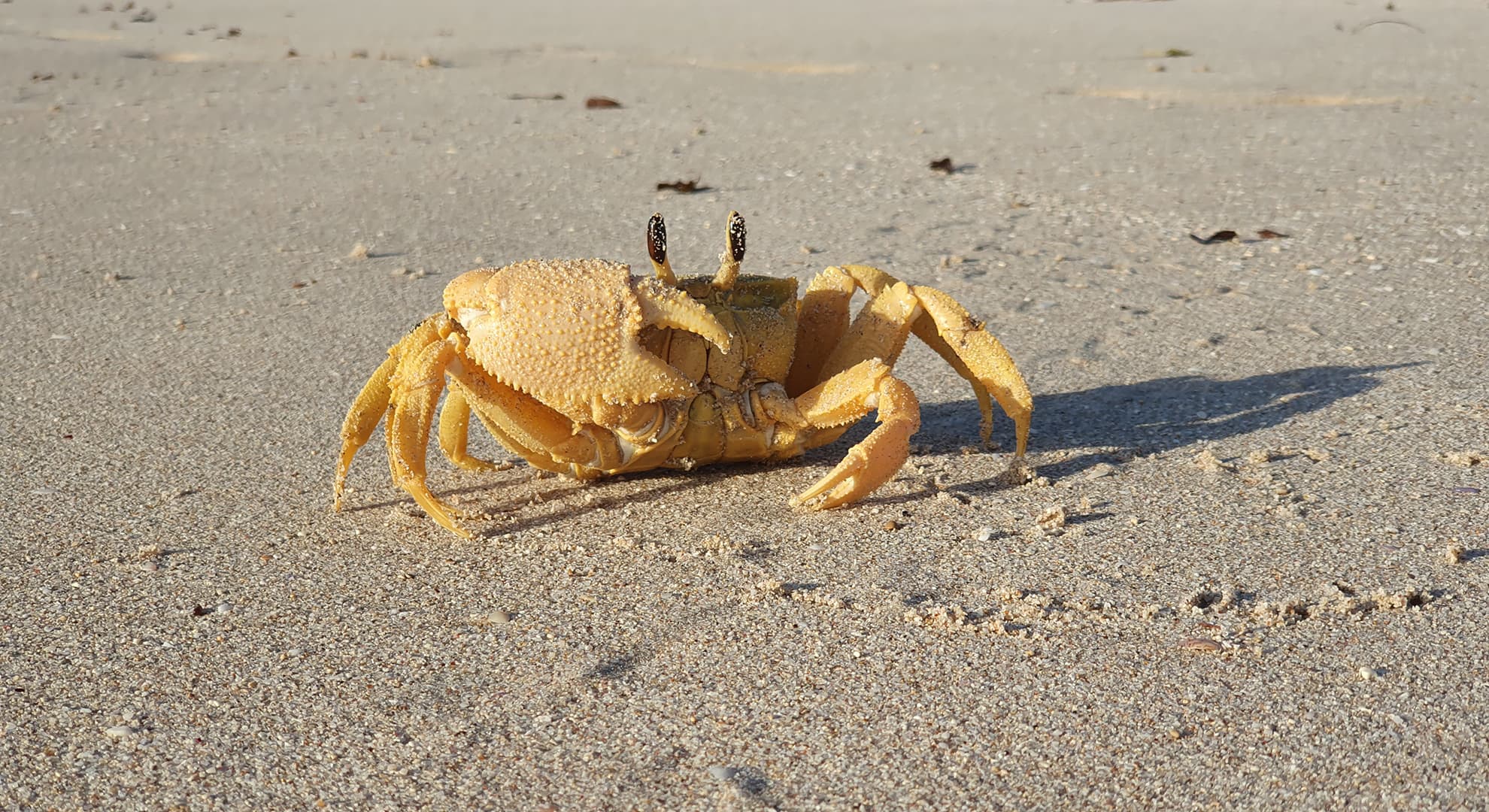 Close up photo of Ocypode convexa a golden ghost crab on a sandy beach in Western Australia.