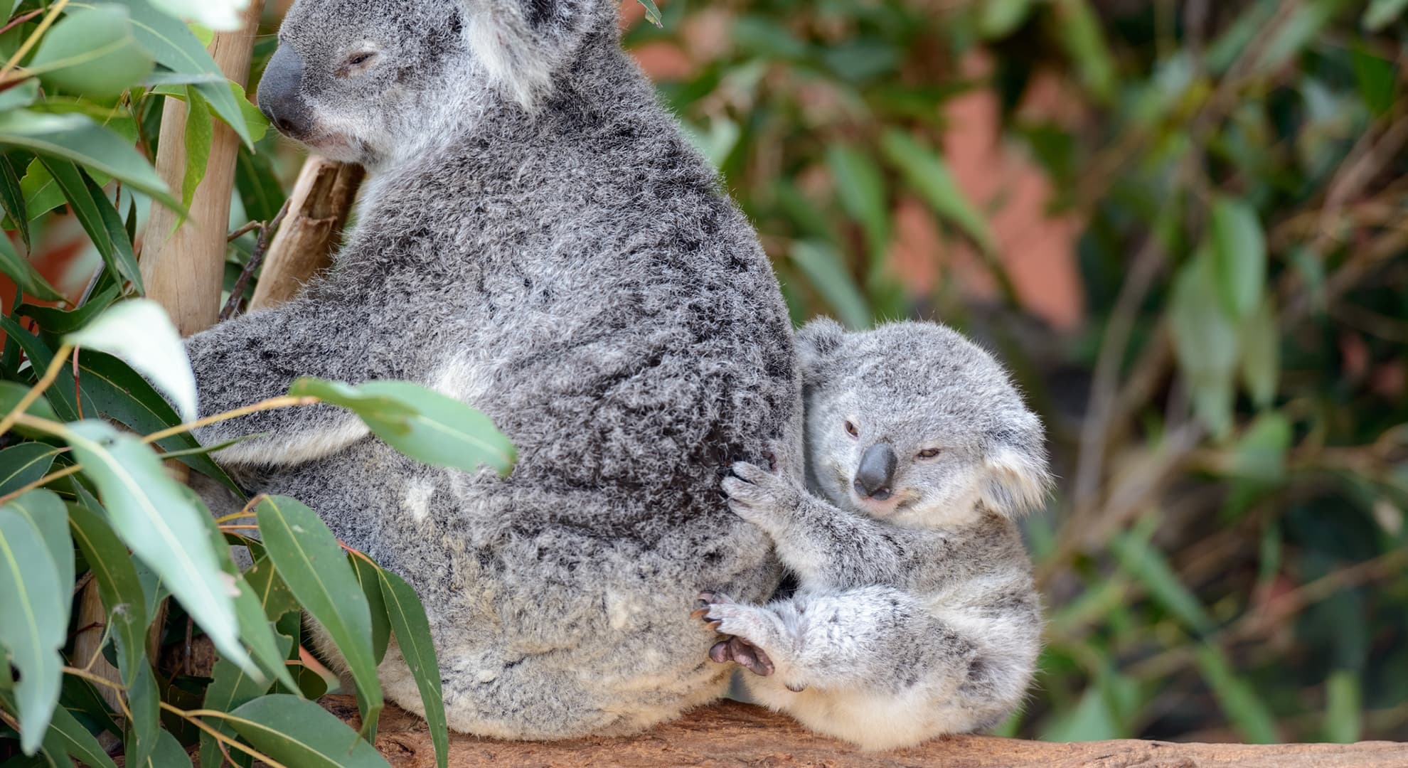 Koala with joey