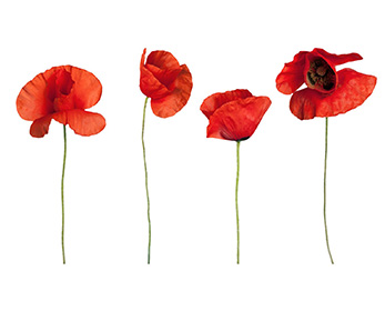 Four tall red poppies with green stalks against a white background.
