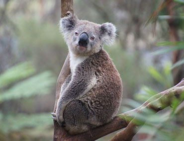 A koala sits in a tree in the wild.