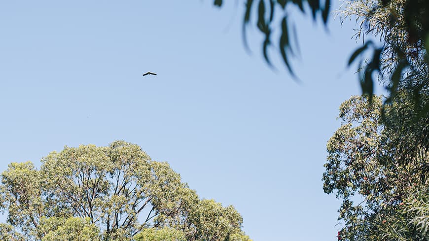 Shot of the drone in the sky.