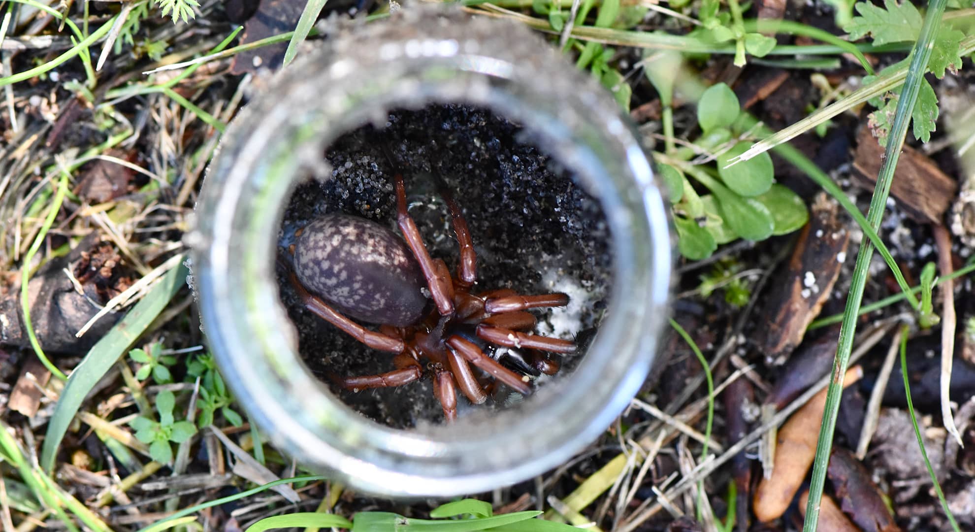Teyl trapdoor spider