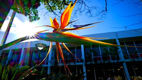 Bird of paradise plant