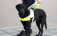 Assistance dog standing, wearing a fluorescent green harness.