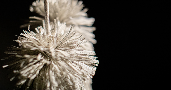 Grasstree (at rest), 2024, Image courtesy of the artist and MARS Gallery