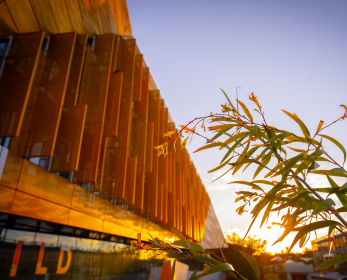 Sunlight shines through the façade of ECU City Campus, with leafy branches in the foreground against a clear evening sky.