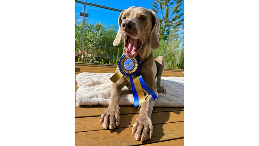 Harper wearing a Wellness Dog Certification medal