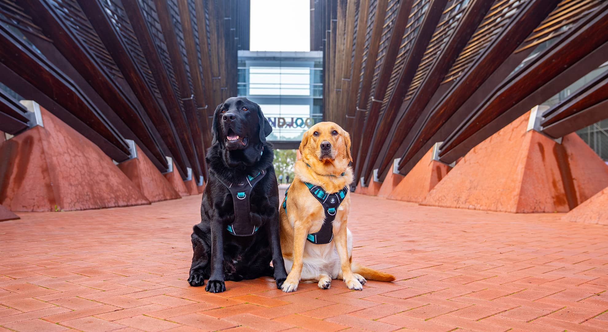 Edi and Watson at Joondalup Campus outside Building 1