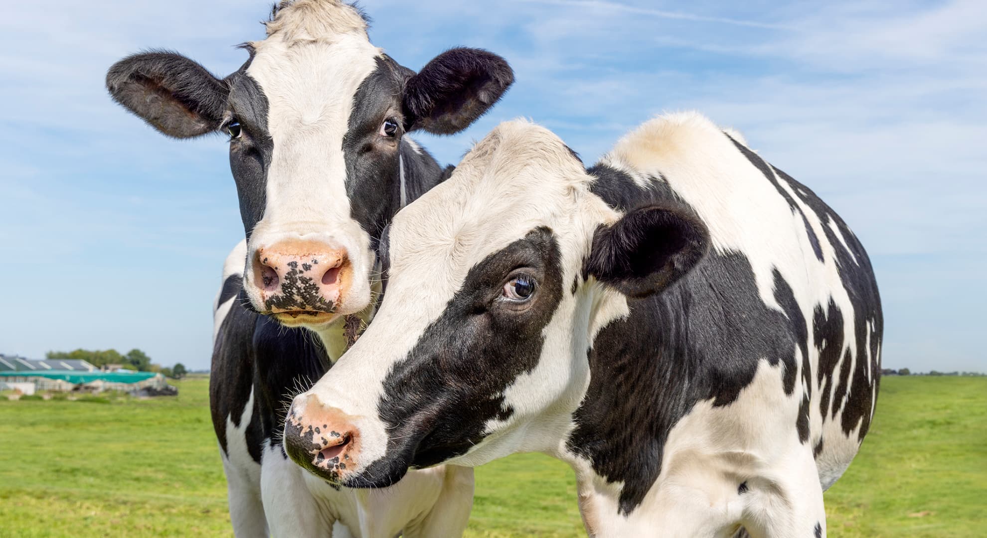Two dairy cows in a field