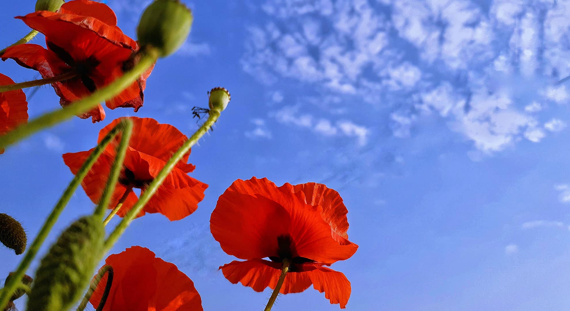 Tall poppies against a blue sky.