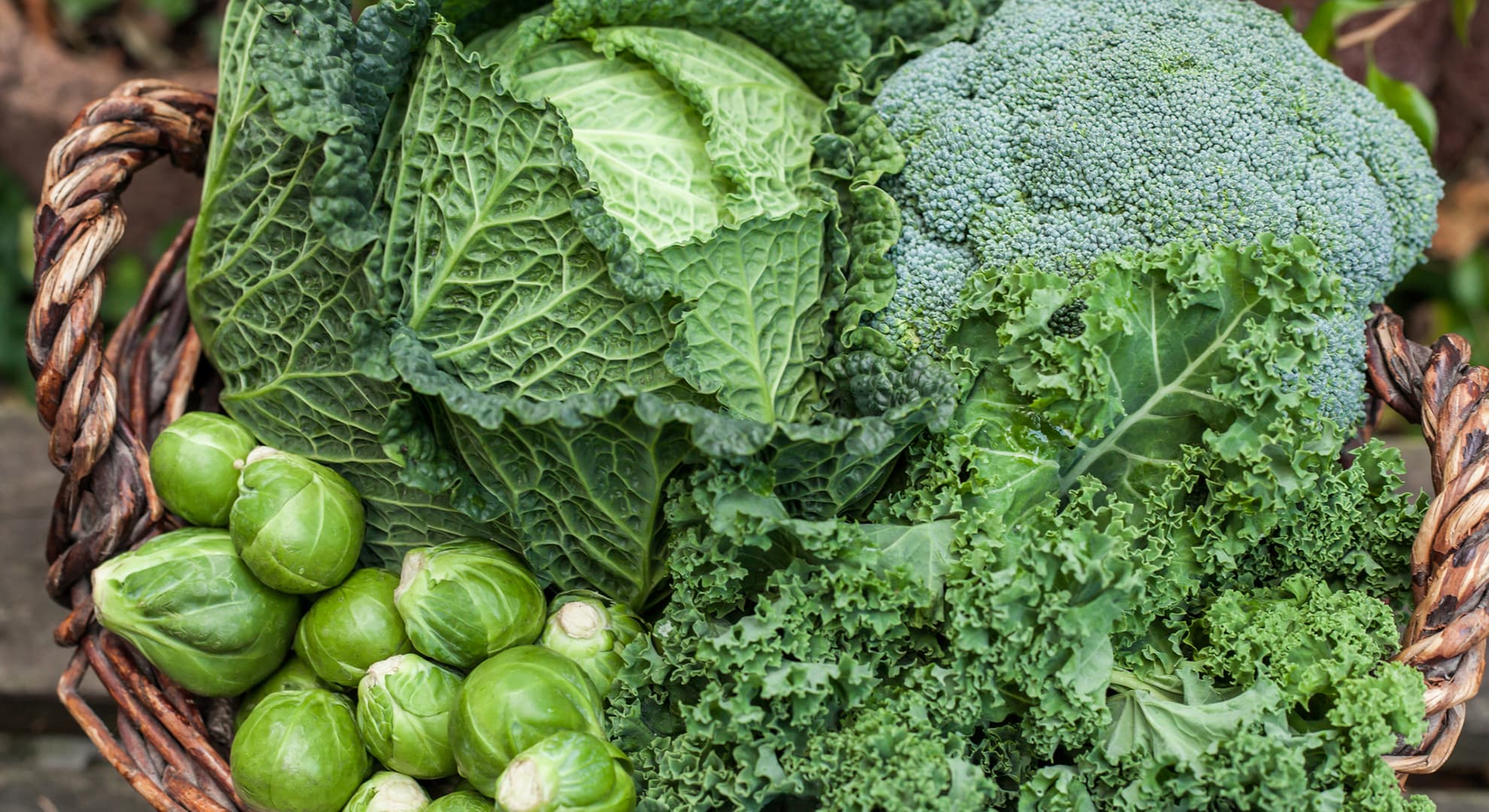 A basket of green cabbage, kale, broccoli and brussels sprouts