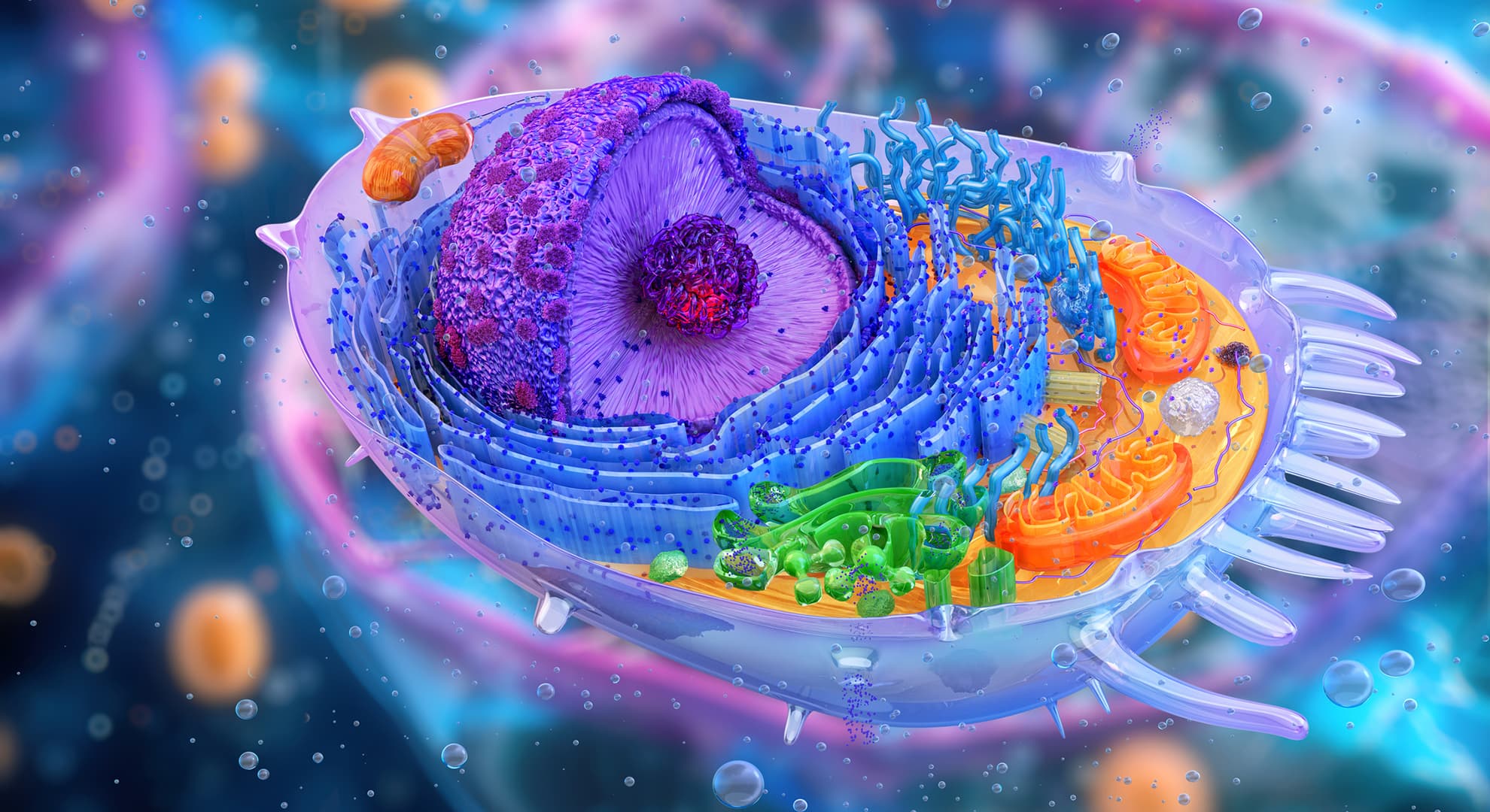 A photograph of a human cell